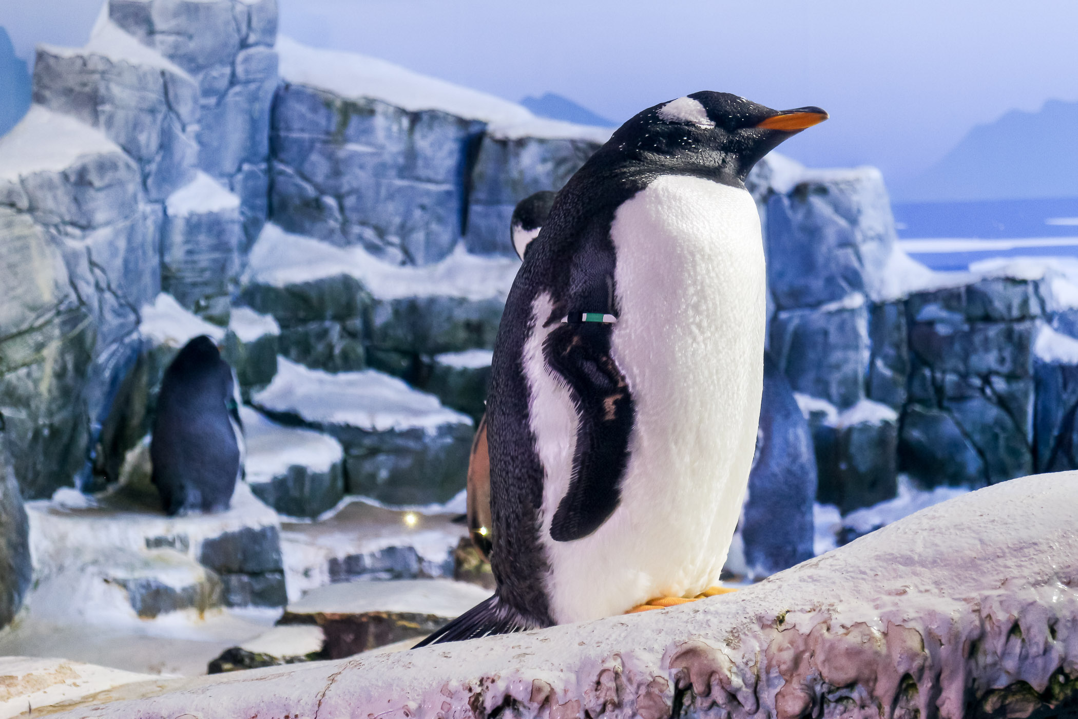 Portfolio_gross-1006